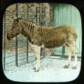 In de London Zoo tussen 1892 en 1907.