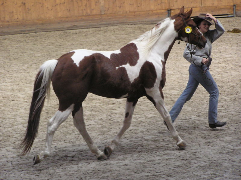 Bestand:American Paint Horse.jpg