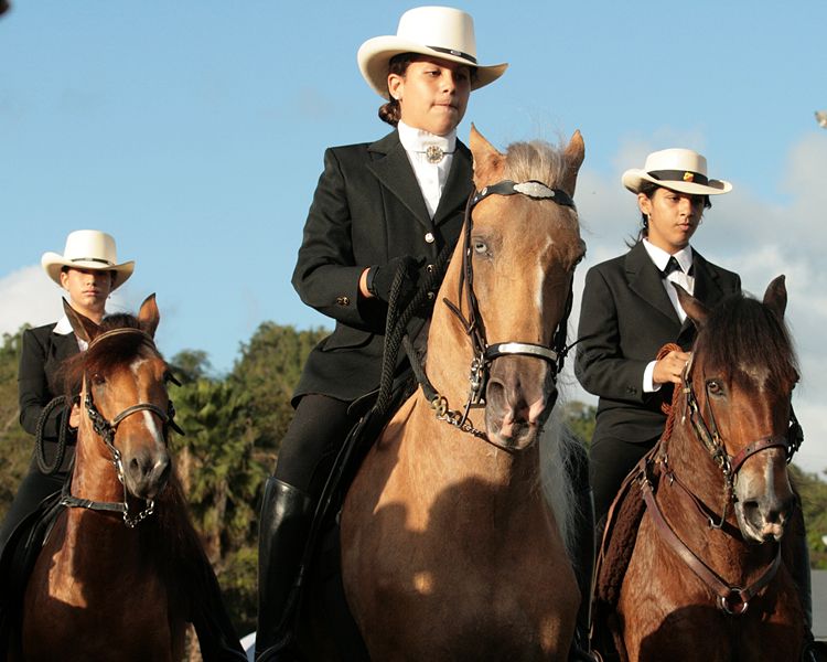Bestand:PasoFino Equitation.jpg