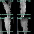 röntgenfoto van een paardenbeen
