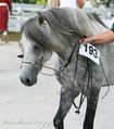 Kaspisch paard1.jpg