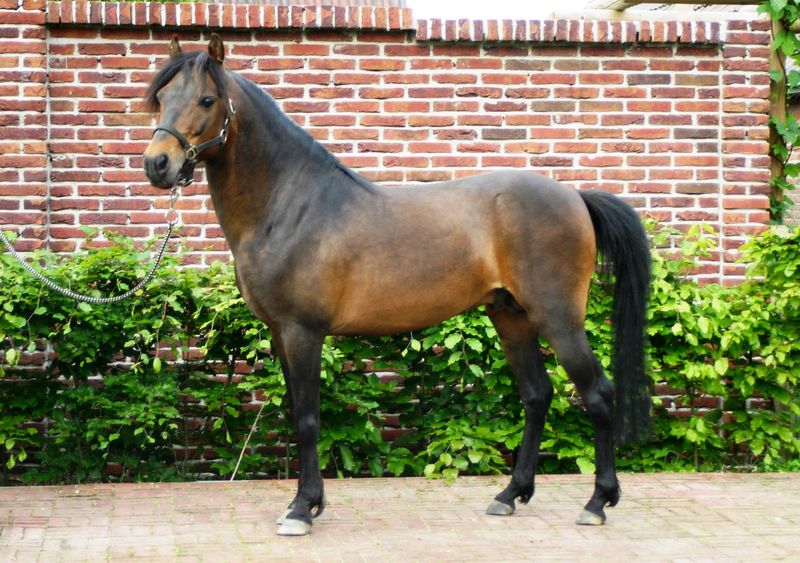 Bestand:Kaspisch paard standfoto.jpg