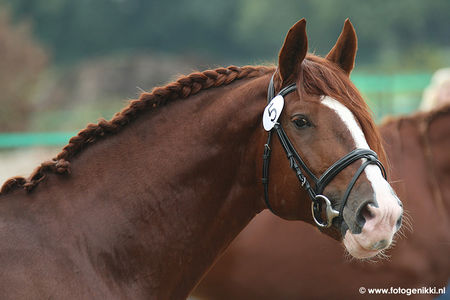 Frederiksborger - Paarden-encyclopedie