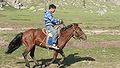 Mongools paard.jpg