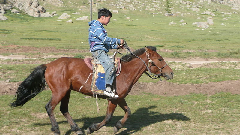 Bestand:Mongools paard.jpg