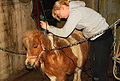 Een pony wordt met een scheerapparaat geschoren