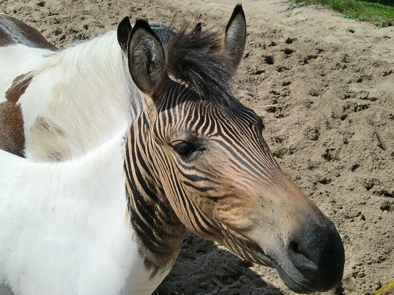 Berucht verliezen springen Houwerzijl: paard en pony drachtig van zebra • Bokt.nl