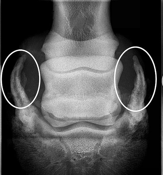 Bestand:Röntgenfoto verbeend hoefkraakbeen.jpg