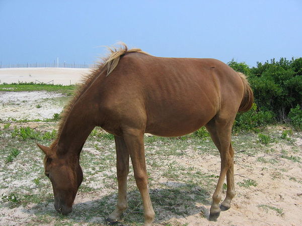 Chincoteague - Paarden-encyclopedie