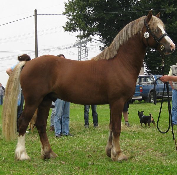 Welsh Pony - Paarden-encyclopedie