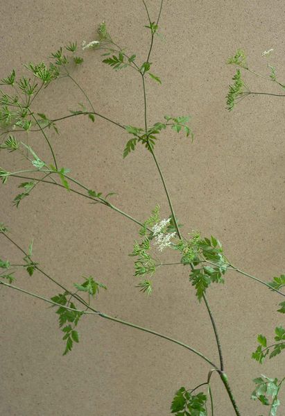 Bestand:Chaerophyllum temulum.jpg