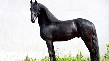 Arabo-Fries - Paarden-encyclopedie