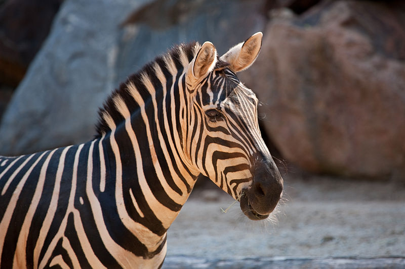 Bestand:Zebra face.jpg