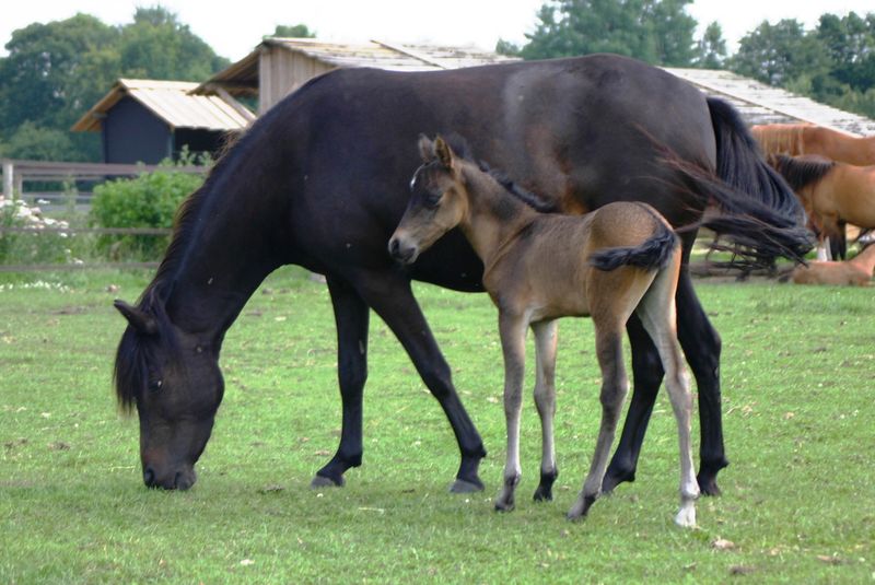 Bestand:Kaspisch paard.jpg