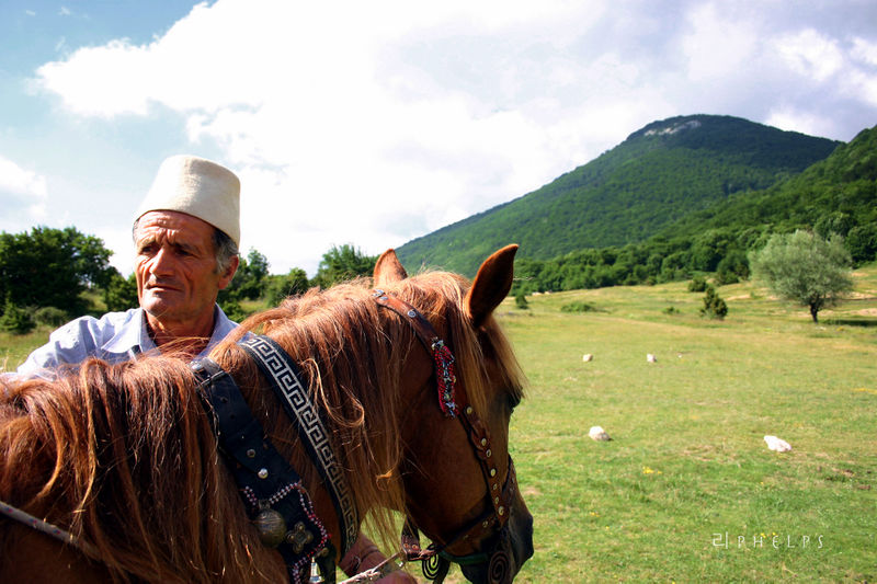 Bestand:Albanees Paard.jpg