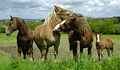 Bretonse paarden in de wei