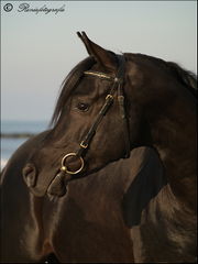 Arabier - Paarden-encyclopedie